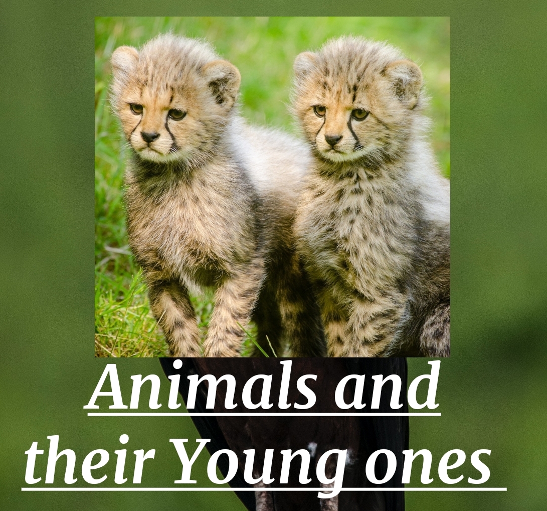 Animals and their Young Ones - English With PK99 %